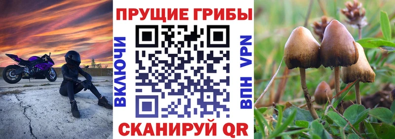 площадка клад цены Конаково Псилоцибиновые грибы Psilocybe